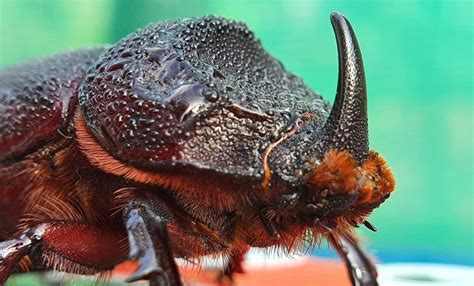 Gergedan böceği özellikleri